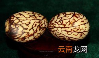 象牙果是什么东西 原来是这种东西
