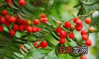 红豆杉适合室内养吗 红豆杉生长习性