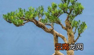 花卉黄杨盆景怎么养 盆景黄杨怎么养才能旺盛