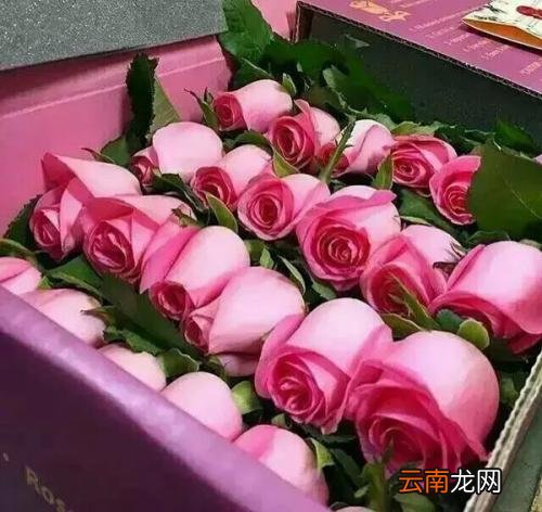 粉色玫瑰的花语