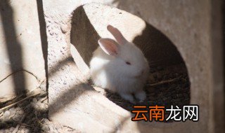 怎么判断兔子公母，怎么判断兔子公母?
