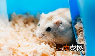仓鼠怎么判断公母，仓鼠怎么判断公母 百度网盘