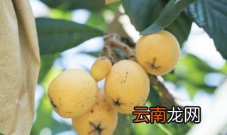 枇杷盆栽冬天怎么养活 枇杷盆栽冬天怎么养