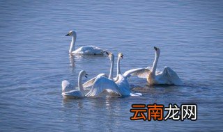 大白鹅怎么判断公母 大白鹅怎么判断公母图片