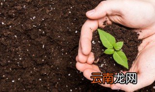 在家怎么种植黄皮苗 怎样种黄皮树苗