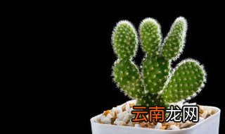 冬天哪些花是放室内，冬天哪些花是放室内室外的
