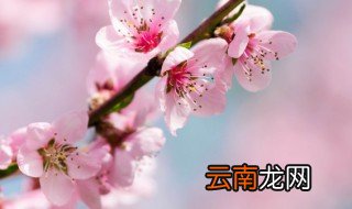 桃花可以放在阳台的风水 桃花能不能放阳台