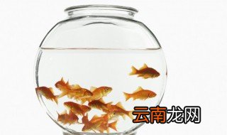 室内养鱼注意事项 室内养殖鱼需要注意什么