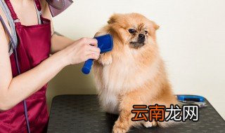 养博美的禁忌 养博美有什么禁忌