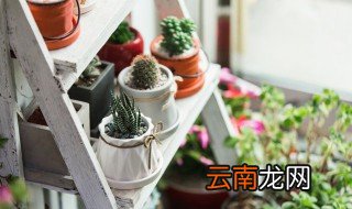 冬天怎么打理盆栽土 冬天怎么打理盆栽