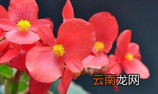冬季室内适合养什么花 养花小知识介绍