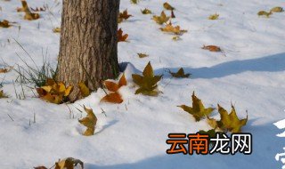 新鲜树叶长期保存的方法有 新鲜树叶长期保存的方法