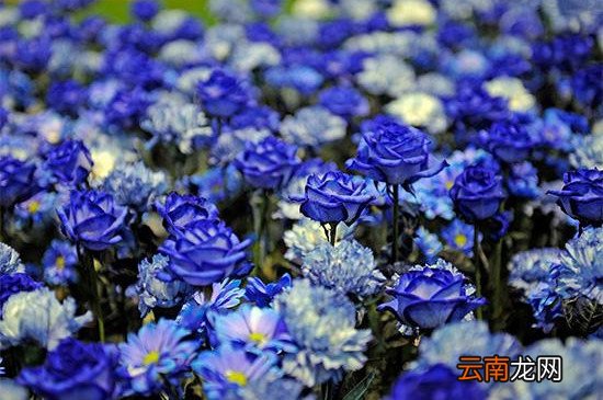 蓝色玫瑰花语