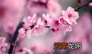在家怎么种植梅花品种 在家怎么种植梅花