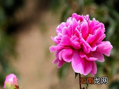 闰年全年有多少天