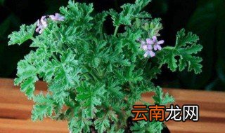 八种适合放室内的驱蚊植物 室内种植什么植物可以驱蚊