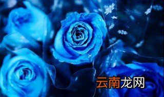 为什么不能送蓝玫瑰 不能送蓝玫瑰的原因