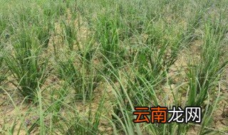 知母适合什么地方种植 知母的种植技术