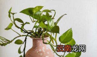 绿萝冬天怎么浇水施肥 绿萝冬天怎么浇水