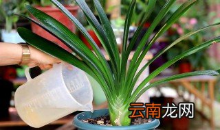 君子兰冬天怎么浇水 君子兰冬天怎么浇水最好