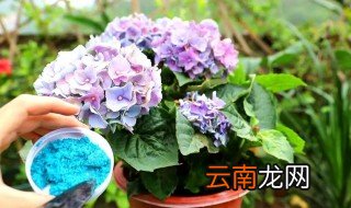 绣球叶子可以浇水吗 绣球叶冬天怎么浇水