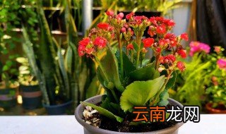 冬天长寿花怎么养才能养好 冬天长寿花怎么养才能养好活