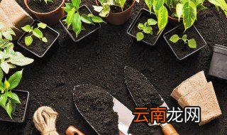金钱木冬天怎么养才能活起来 金钱木冬天怎么养才能活