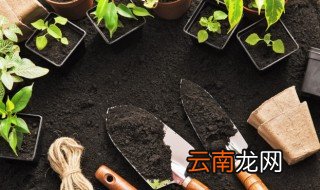 冬天怎么养苔藓 冬天怎么种植苔藓