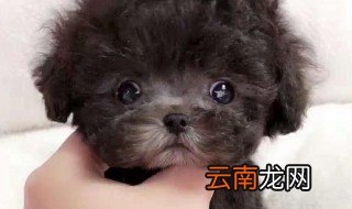 茶杯犬几个月定型 茶杯犬简单介绍