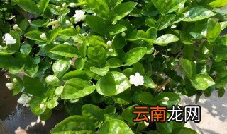 冬天茉莉怎么管理浇水，冬季茉莉怎么浇水