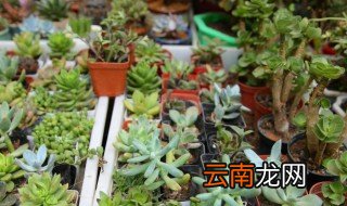 多肉怎么冬天浇水视频 多肉怎么冬天浇水
