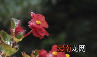 海棠夏天浇水 冬天海棠怎么浇水