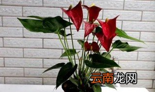 红掌冬天怎么浇水，红掌冬天怎么浇水最合适