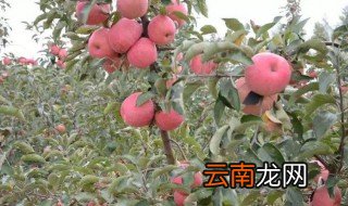 平安夜送苹果的含义 平安夜送苹果的含义介绍