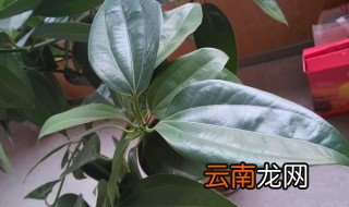平安树冬天怎么浇水，平安树冬天怎么浇水好