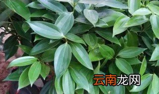 冬天平安树怎么浇水好 冬天平安树怎么浇水