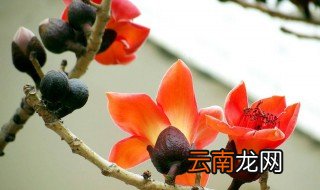 木棉花哪个部位不能吃了 木棉花哪个部位不能吃