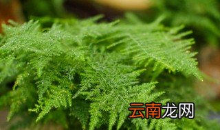 盆景冬天怎么浇水，盆景冬天怎么浇水施肥