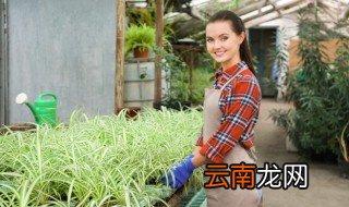 吊兰冬天叶子怎么浇水 吊兰冬季的浇水和施肥