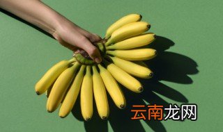 香蕉树怎样过冬天 香蕉树冬天怎么浇水