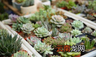 肉肉冬天怎么浇水，肉肉植物夏季如何浇水
