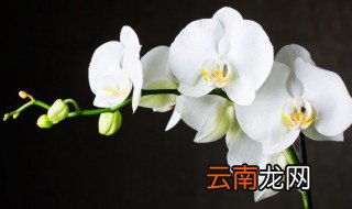 兰花冬天怎么浇水 兰花冬天怎么浇水 盆栽