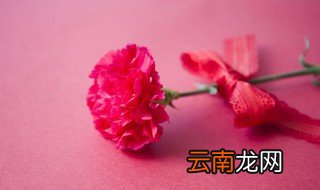 康乃馨怎么浇水康乃馨怎么养殖方法 冬天的康乃馨怎么浇水