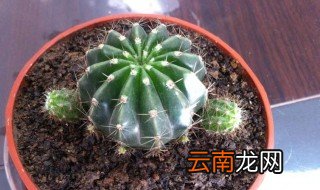 仙人球冬天怎么浇水 仙人球冬天怎样浇水