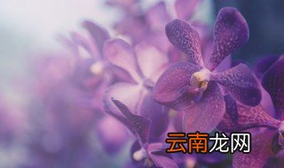 冬天兰花怎么浇水 冬天兰花怎么浇水施肥