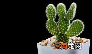 卫生间放什么物件闭邪，家里用什么可以闭邪
