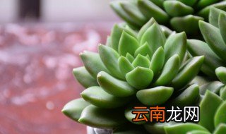 冬天肉肉怎么浇水 冬天肉肉怎么浇水?