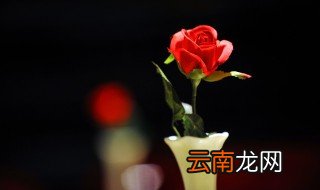 姐妹见面适合送什么花束 姐妹见面适合送什么花束呢
