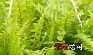 霸王蕨冬天怎么过冬 霸王蕨冬天怎么浇水