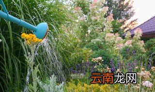 冬天高温怎么浇水 冬天高温怎么浇水好